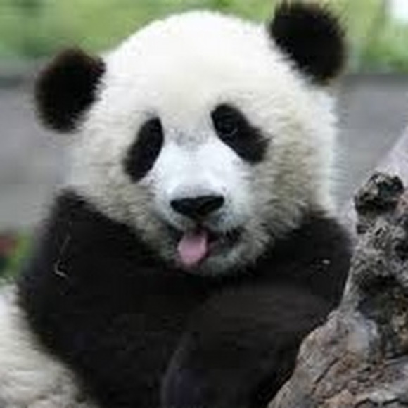 Meet your Posher, Macarena - Picture 1 of 1